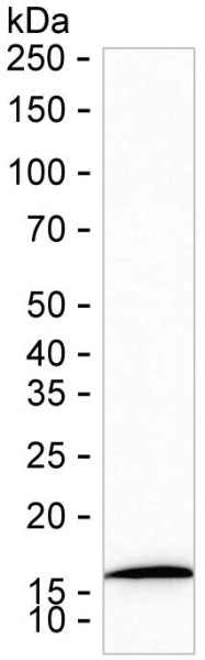 Anti-RPL30 (recombinant antibody)