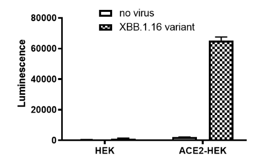 Spike (XBB.1.16, Omicron Variant) (SARS-CoV-2) Pseudotyped Lentivirus (Luciferase Reporter)
