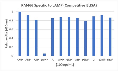 Anti-cAMP, Rabbit Monoclonal (RM466)