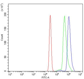 Anti-Dynamin 2 / DNM2