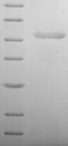 Regulator of G-protein signaling 5 (RGS5), human, recombinant