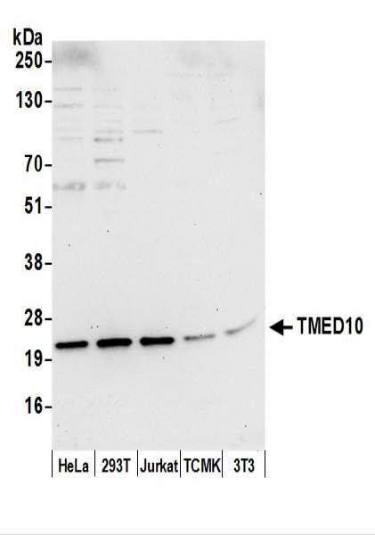 Anti-TMED10/TMP21