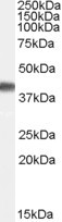 Anti-PPID / CyP-40, Internal