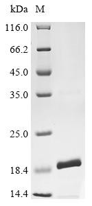 Angiogenin (Ang), mouse, recombinant