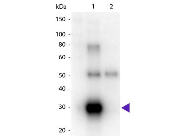 Anti-Human (Lambda Chain) [Goat] Peroxidase conjugated F(ab')2 fragment