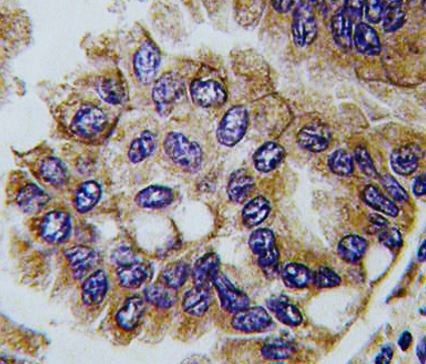 Anti-GJA5 / Connexin 40