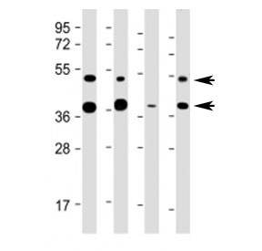 Anti-FDPS (Center Region), clone 1049CT13.1.4