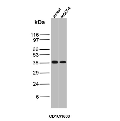 Anti-CD1c, clone CD1C/1603
