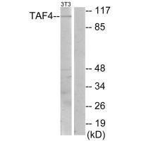 Anti-TAF4