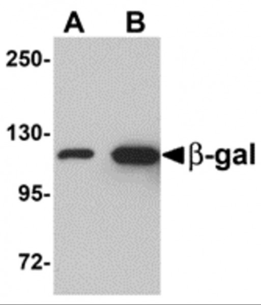 Anti-beta Galactosidase