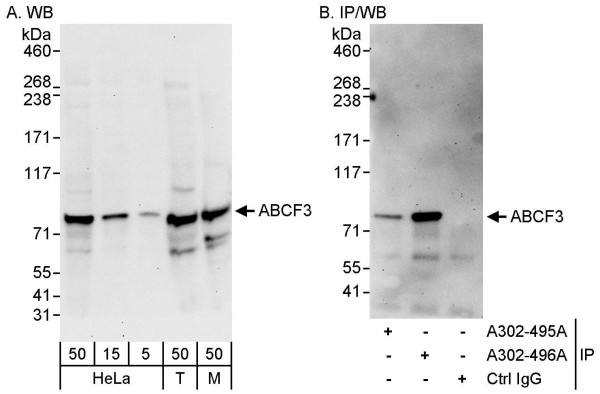 Anti-ABCF3
