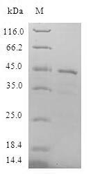 Lipopolysaccharide-induced tumor necrosis factor-alpha factor (LITAF), human, recombinant