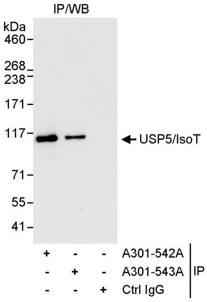 Anti-USP5/IsoT