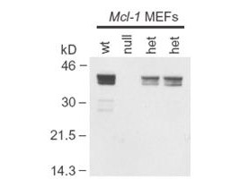 Anti-Mcl-1 (Myeloid Cell Leukemia-1)