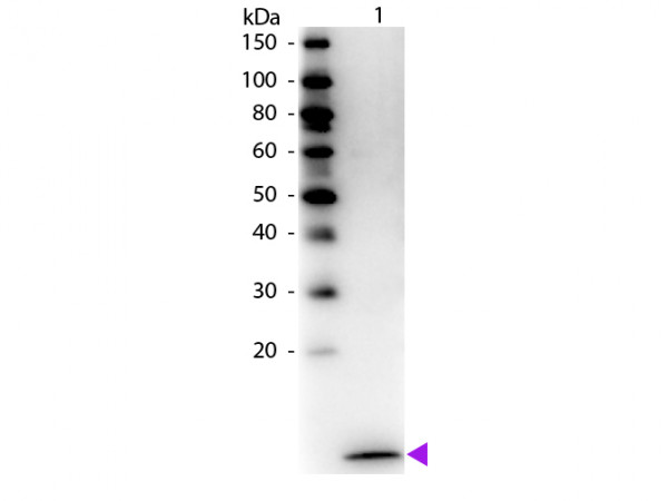 Anti-MIP-3a, Biotin conjugated