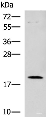 Anti-DNPH1