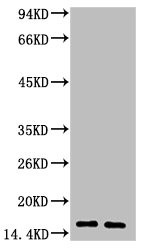Anti-LALBA Monoclonal