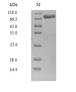 Calpain-14 (CAPN14), partial, human, recombinant