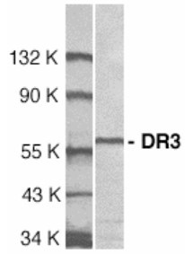 Anti-DR3 / TNFRSF25