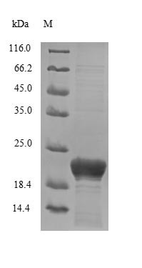 Dermcidin (DCD), human, recombinant