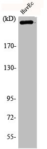 Anti-Phospho-FLNA (S2152)