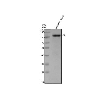 Anti-Zebrafish Androgen receptor / AR