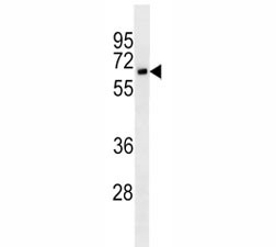 Anti-CD25, clone 7G7B6