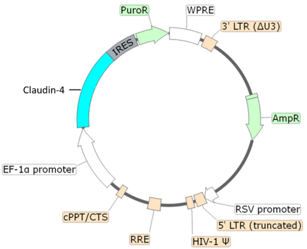 Claudin-4 Lentivirus