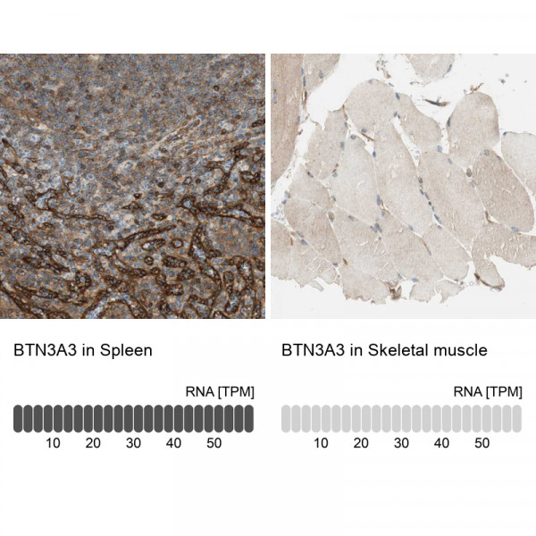 Anti-BTN3A3