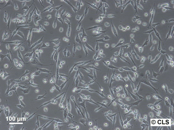 MDA-MB-435S Cells