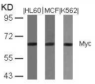 Anti-c-Myc