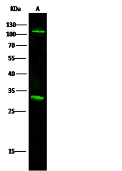 Anti-IL17RA/CD217 Monoclonal Antibody
