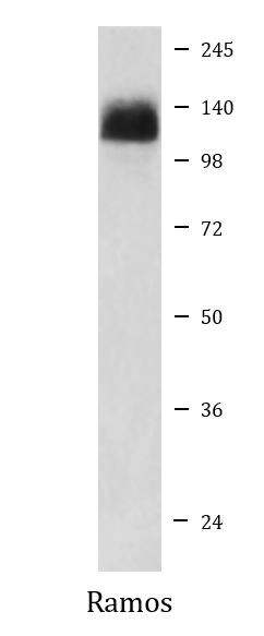 Anti-NFATc2 / NFAT1