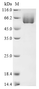 MAPK-interacting and spindle-stabilizing protein-like (MAPK1IP1L), human, recombinant