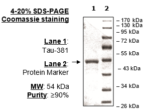 Tau-381 Protein