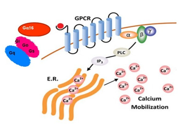 Screen Quest(TM) Live Cell Opioid-Like receptor hDOR cAMP Assay Service Pack