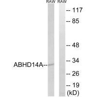 Anti-ABHD14A