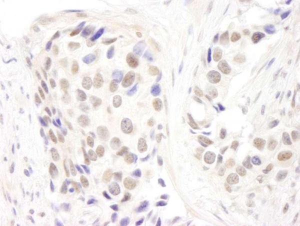 Anti-p66alpha (IHC)