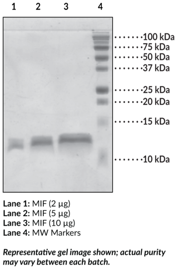 MIF (human recombinant)