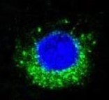 Anti-NALP3 / Cryopyrin