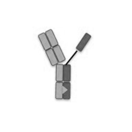 Anti-PSMA-Anti-Gamma Delta TCR Bispecific Antibody