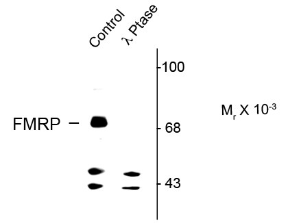 Anti-phospho-FMRP (Ser499)
