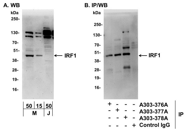 Anti-IRF1