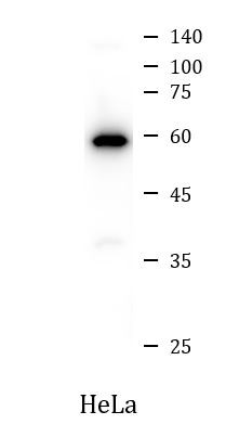 Ferroptosis / Oxytosis Antibody Panel