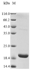 Rhodopsin (RHO), partial, bovine, recombinant