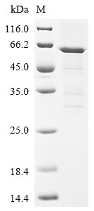Interferon regulatory factor 7 (Irf7), mouse, recombinant