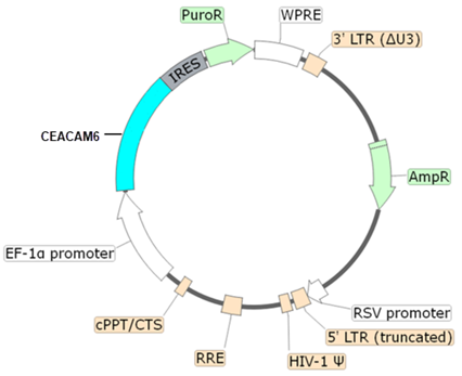 CEACAM6 Lentivirus