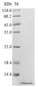 Pulmonary surfactant-associated protein B (SFTPB), recombinant Bovine