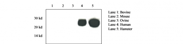 Anti-Prion Protein - Pri 308