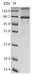 Envelope glycoprotein E (gE), human herpesvirus 2, recombinant